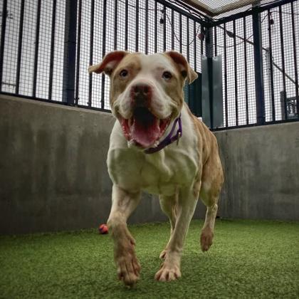 Rokko, a Adoptable mixed breed in Merriam, KS image 1/3