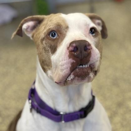 Enlarge Rokko, a Adoptable mixed breed in Merriam, KS image 3/3