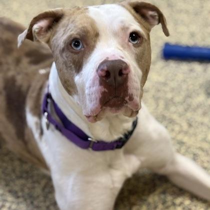 Rokko, a Adoptable mixed breed in Merriam, KS image 3/3