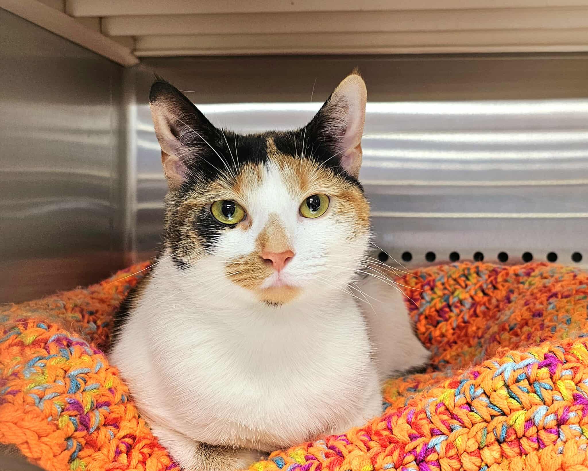 Enlarge Ballet, an adopted Calico in Oak Ridge, TN image 3/6