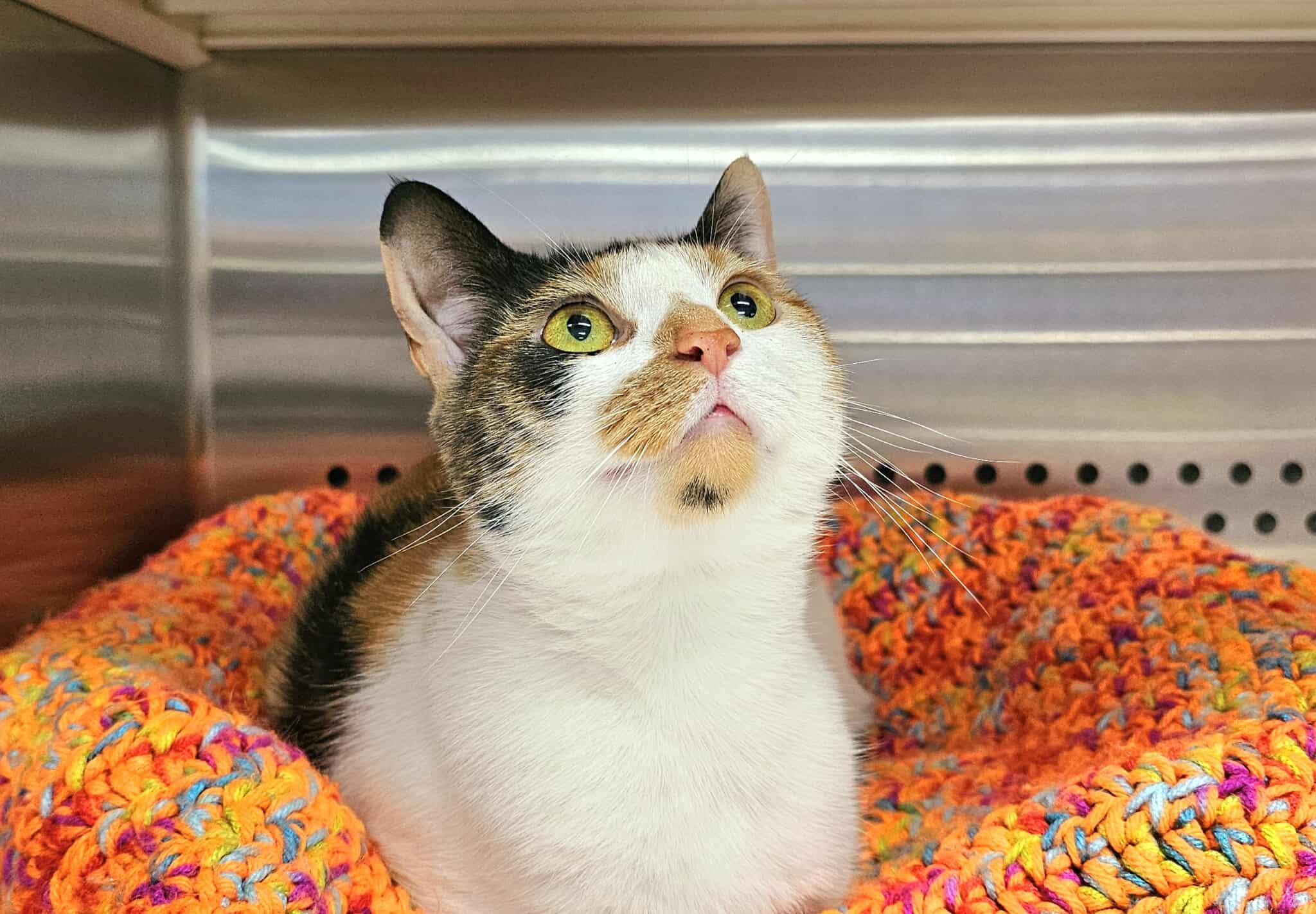 Enlarge Ballet, an adopted Calico in Oak Ridge, TN image 4/6