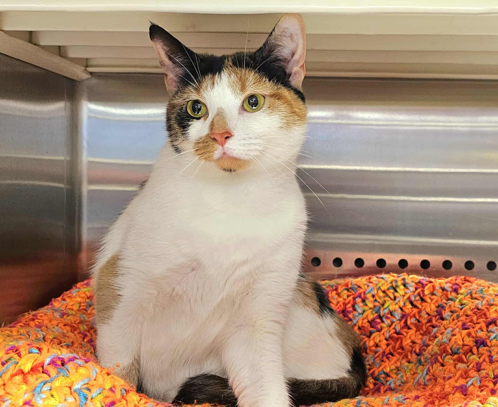 Enlarge Ballet, an adopted Calico in Oak Ridge, TN image 2/6