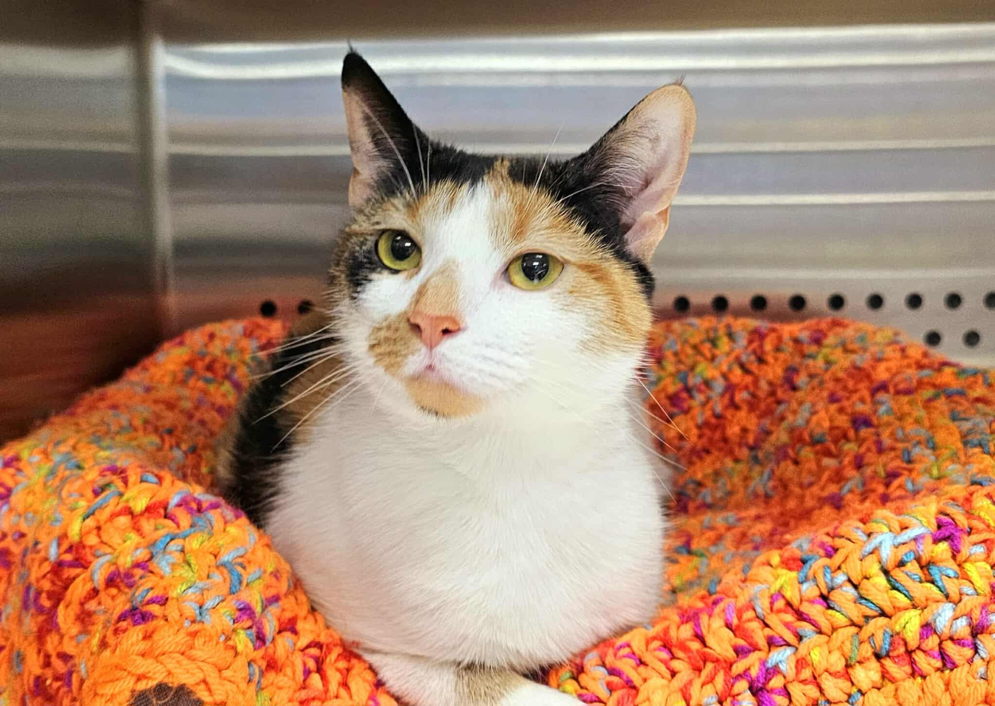Ballet, Adoptable, Young Female Calico.