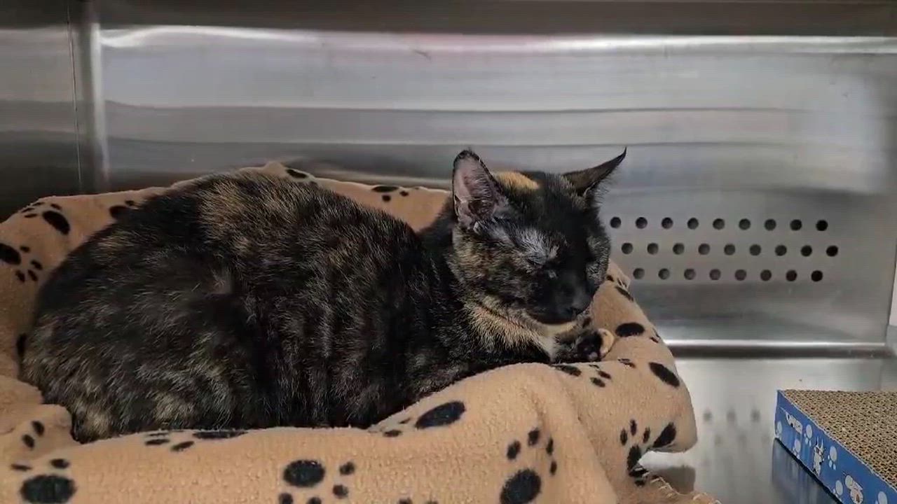 Enlarge Ballet, an adopted Calico in Oak Ridge, TN video 6/6