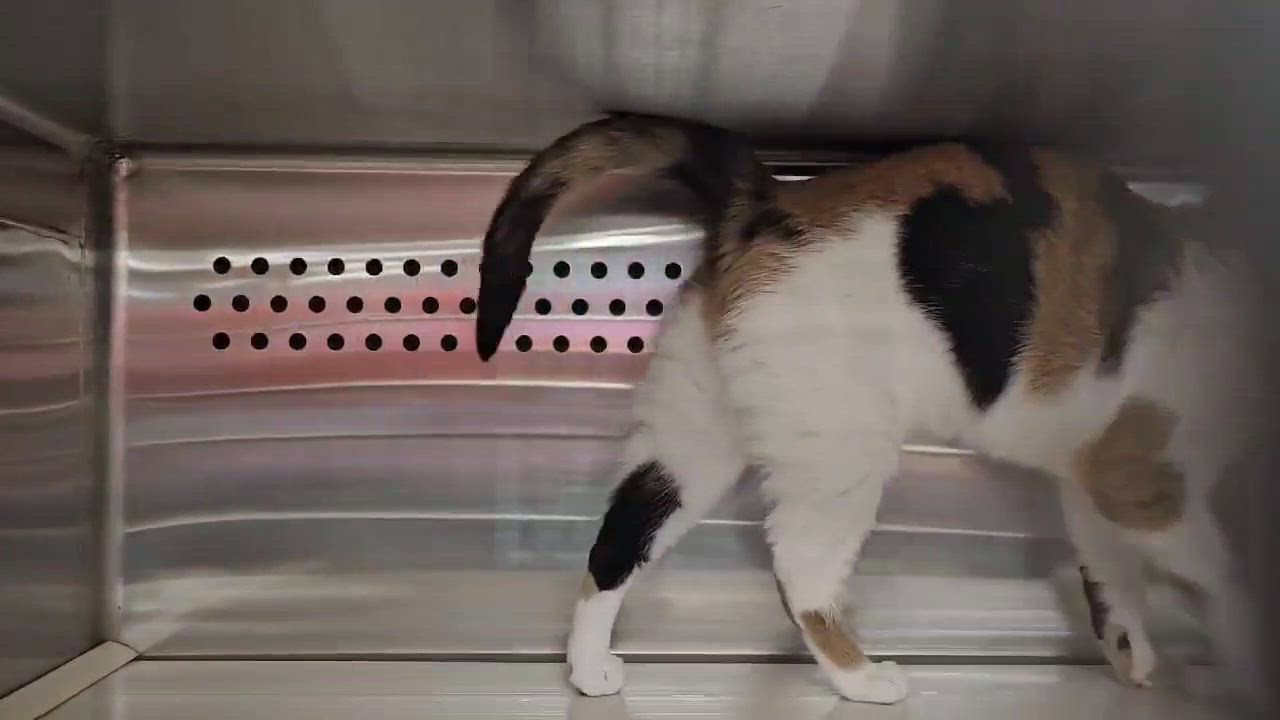 Enlarge Ballet, an adopted Calico in Oak Ridge, TN video 5/6