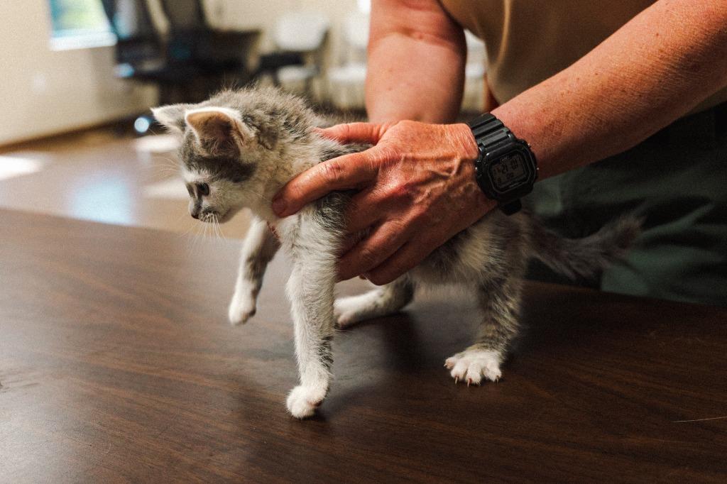 Oscar, Adoptable, Kitten Female Domestic Short Hair.