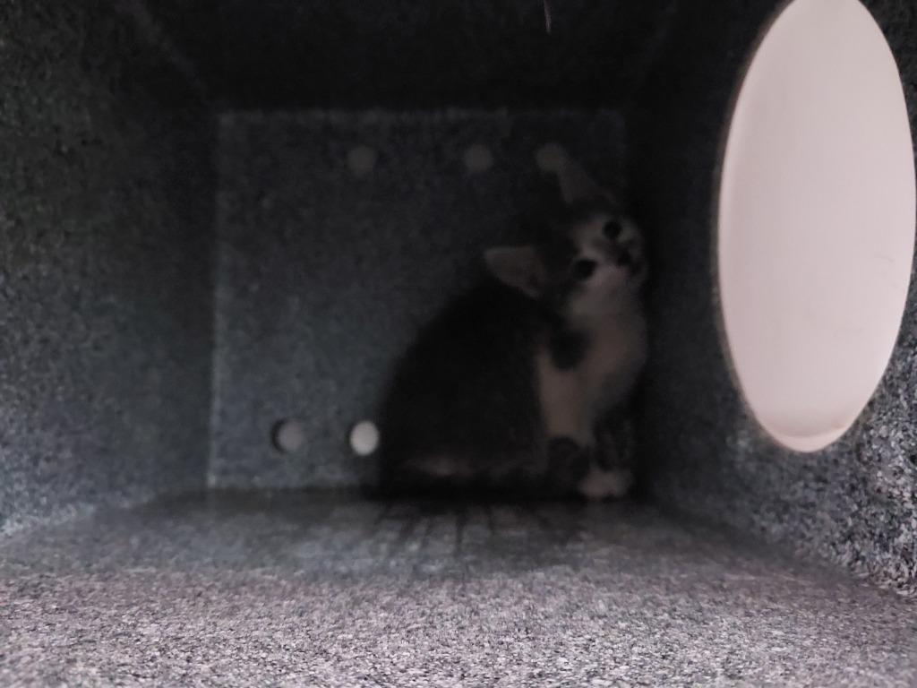 Oscar, Adoptable, Kitten Male Domestic Short Hair.