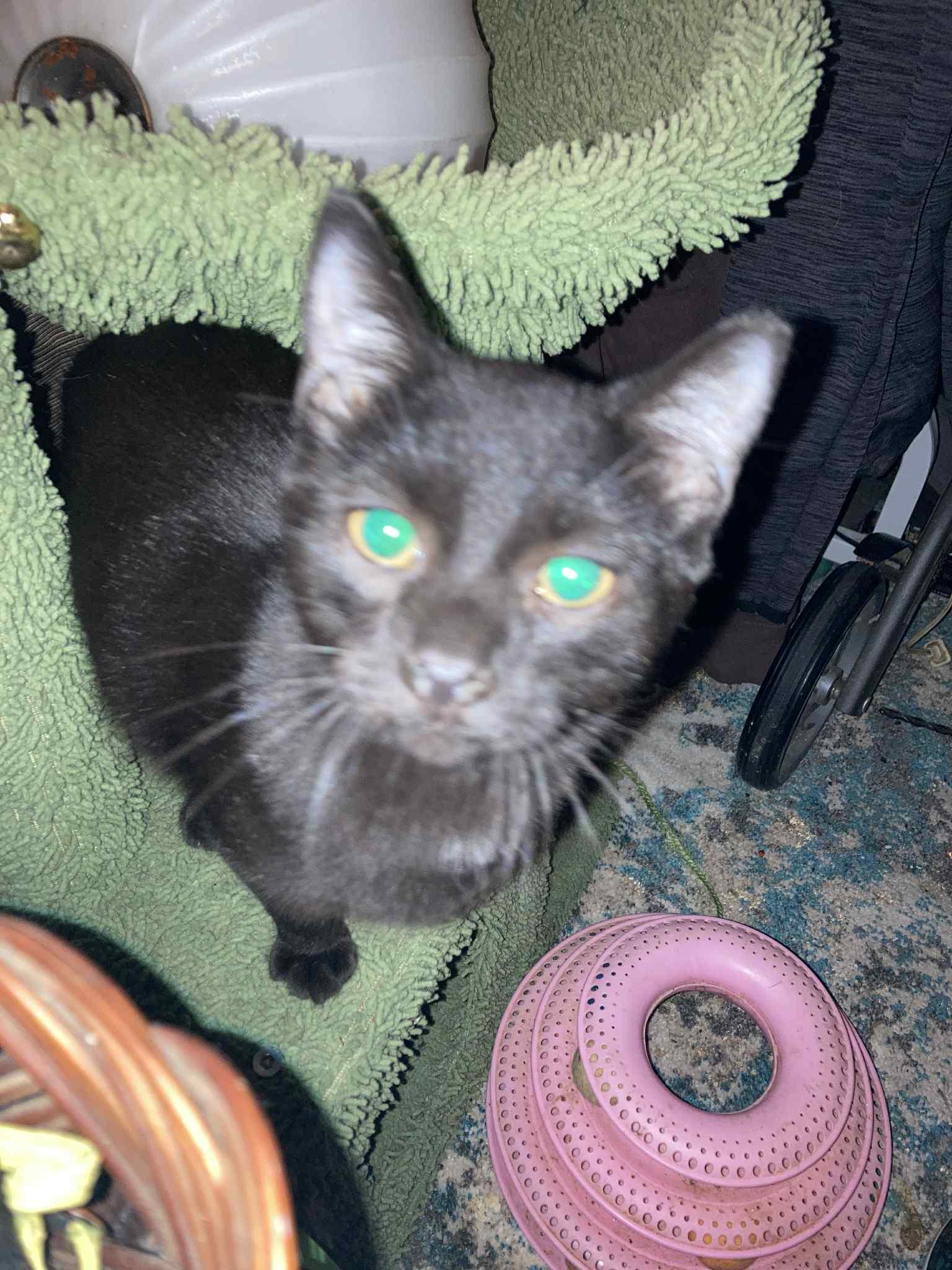 Dubai, Adoptable, Young Female Domestic Short Hair.