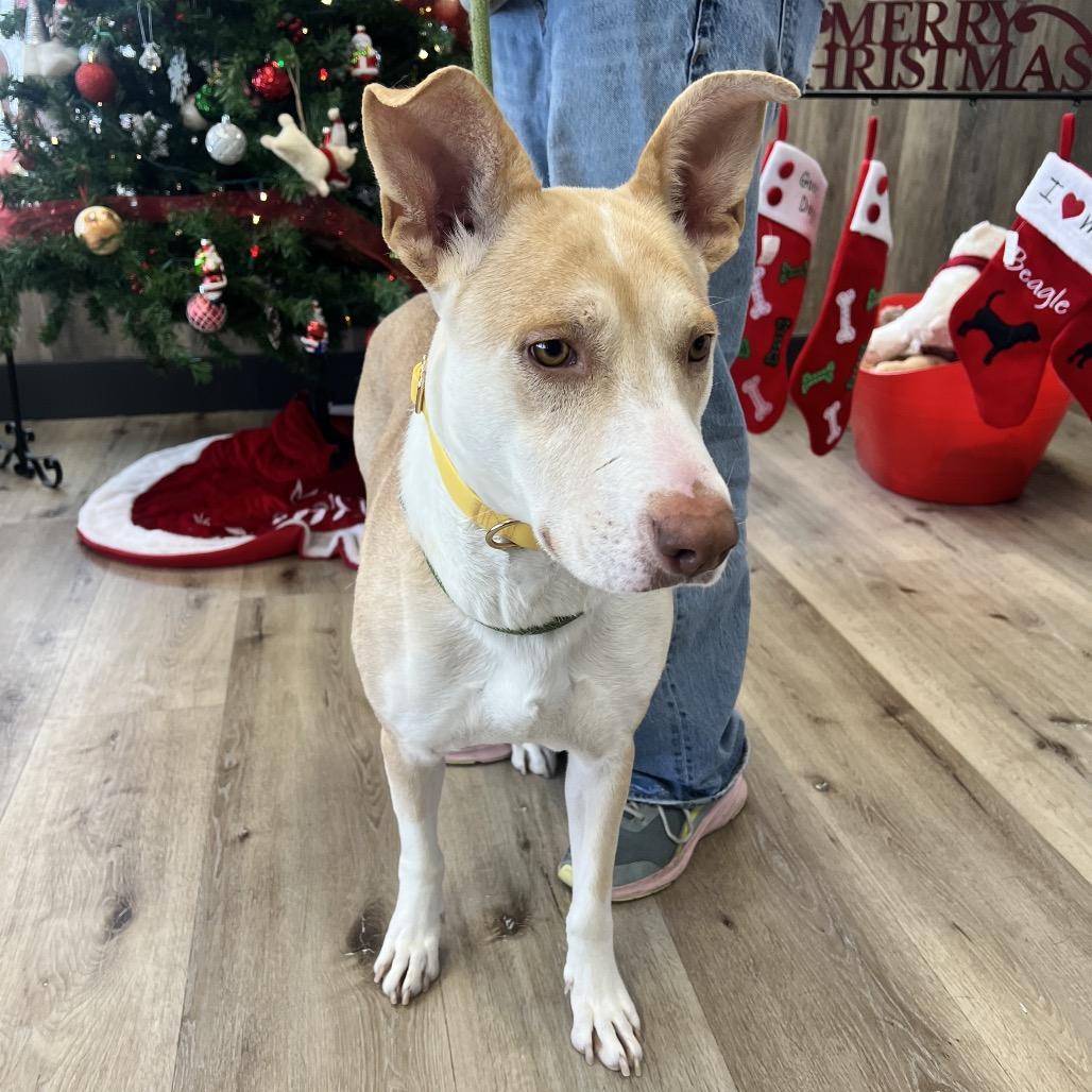 Thelma, Adoptable, Adult Female Shepherd.