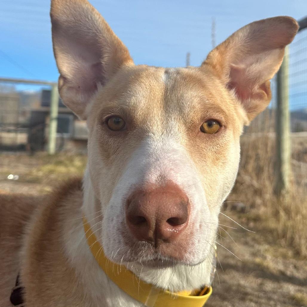 Thelma, Adoptable, Adult Female Shepherd.