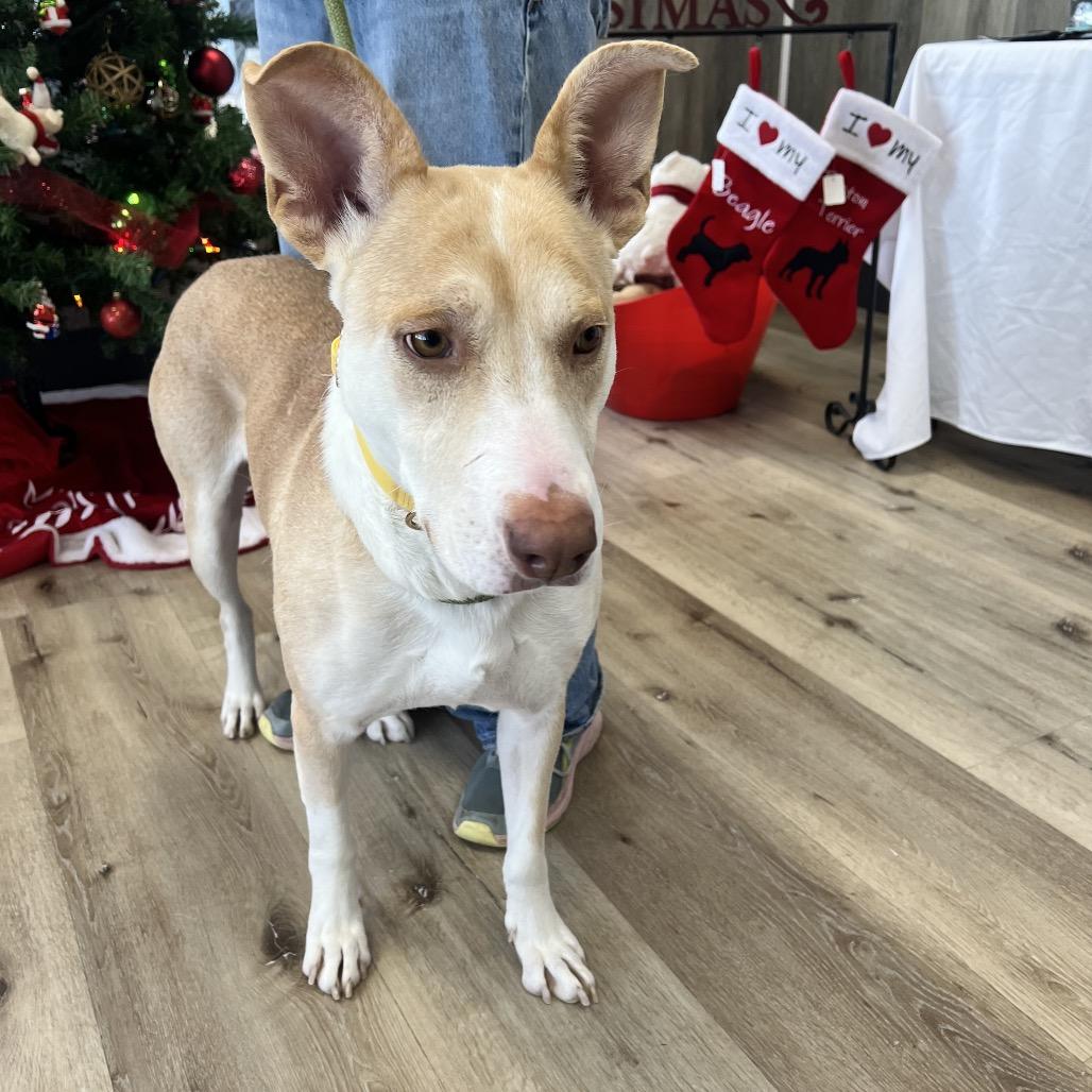 Enlarge Thelma, a Adoptable Shepherd in Idaho Falls, ID image 2/6