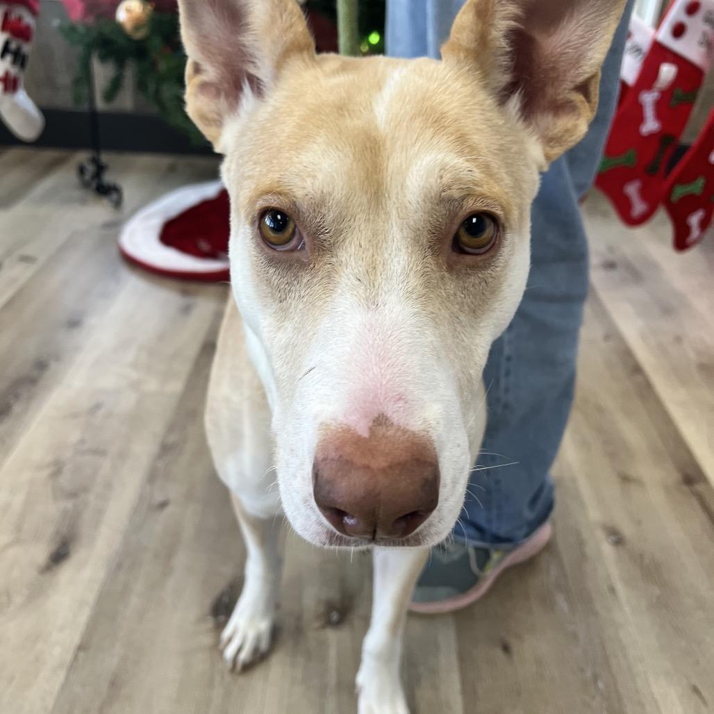 Enlarge Thelma, a Adoptable Shepherd in Idaho Falls, ID image 3/6