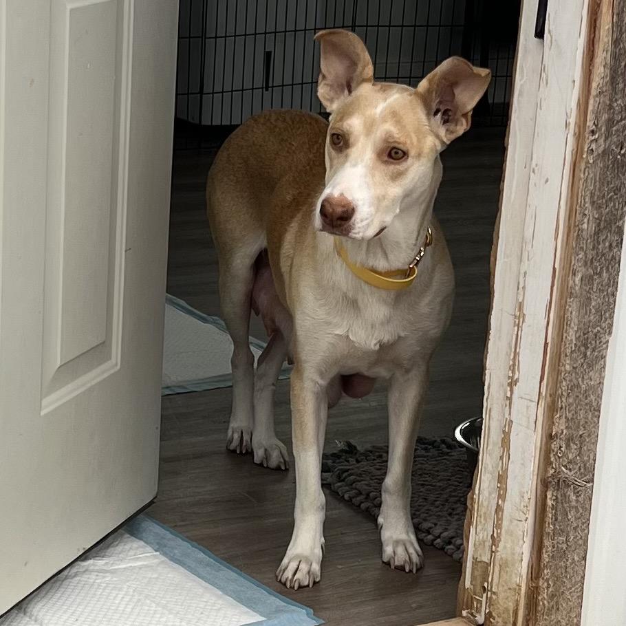 Enlarge Thelma, a Adoptable Shepherd in Idaho Falls, ID image 5/6