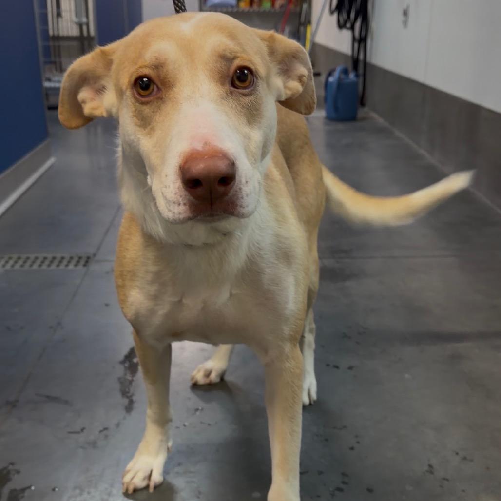 Enlarge Thelma, a Adoptable Shepherd in Idaho Falls, ID image 6/6