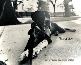 C32-25 Bruno