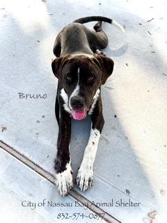 C32-25 Bruno