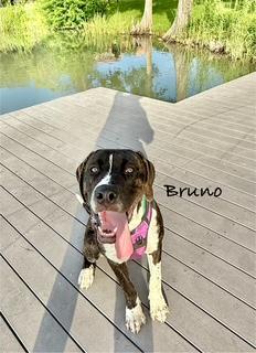C32-25 Bruno