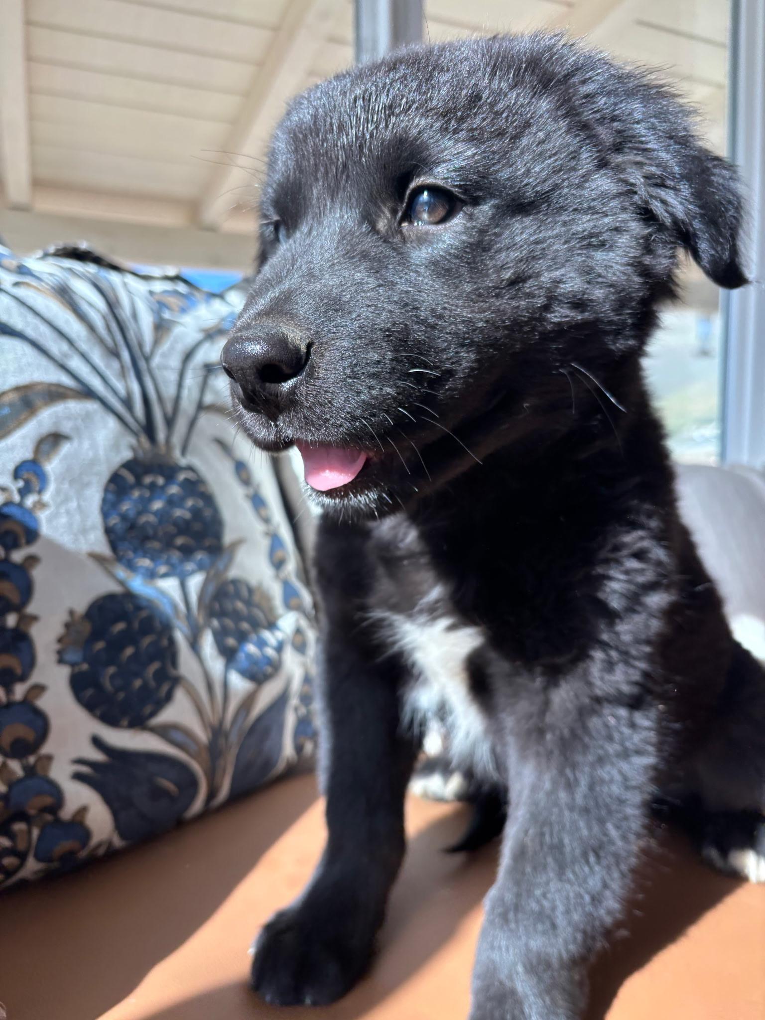 Bear, Adoptable, Puppy Male Border Collie & German Shepherd Dog.