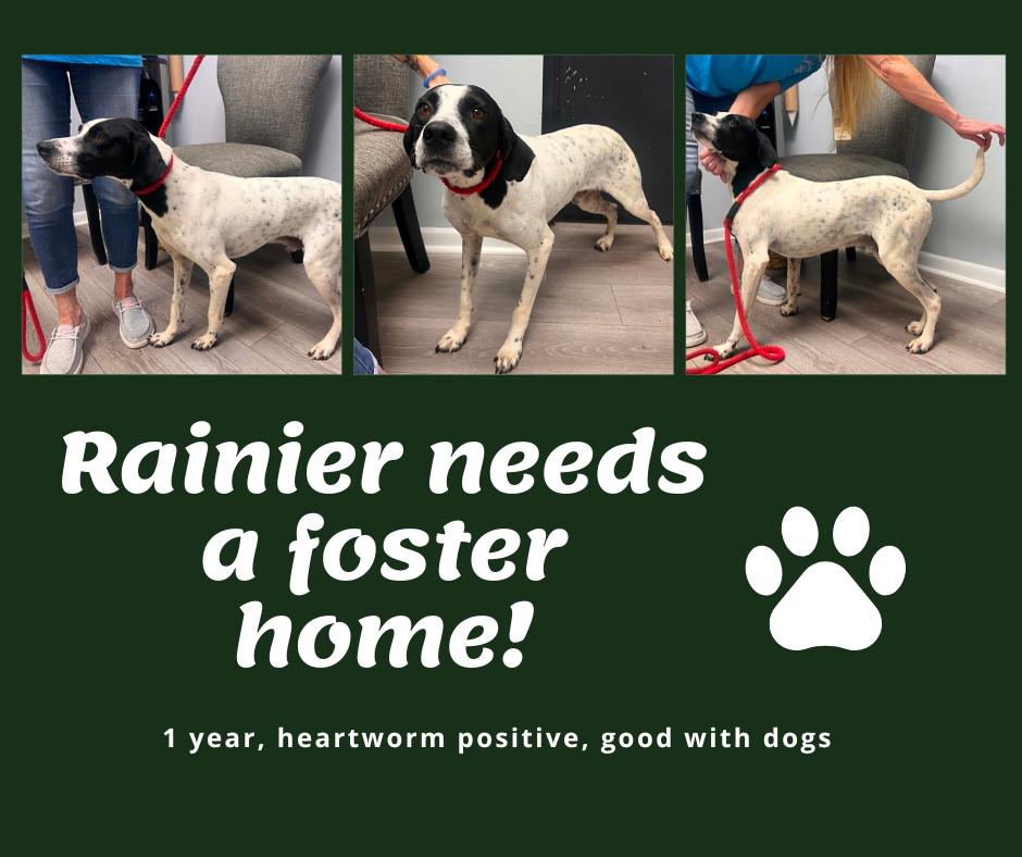 Enlarge Needs Foster Rainier (VA), a ADOPTABLE English Pointer in Bridgeton, NJ image 1/1