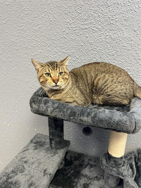 Enlarge REGINALD, a Adoptable Domestic Short Hair in Killeen, TX image 1/1