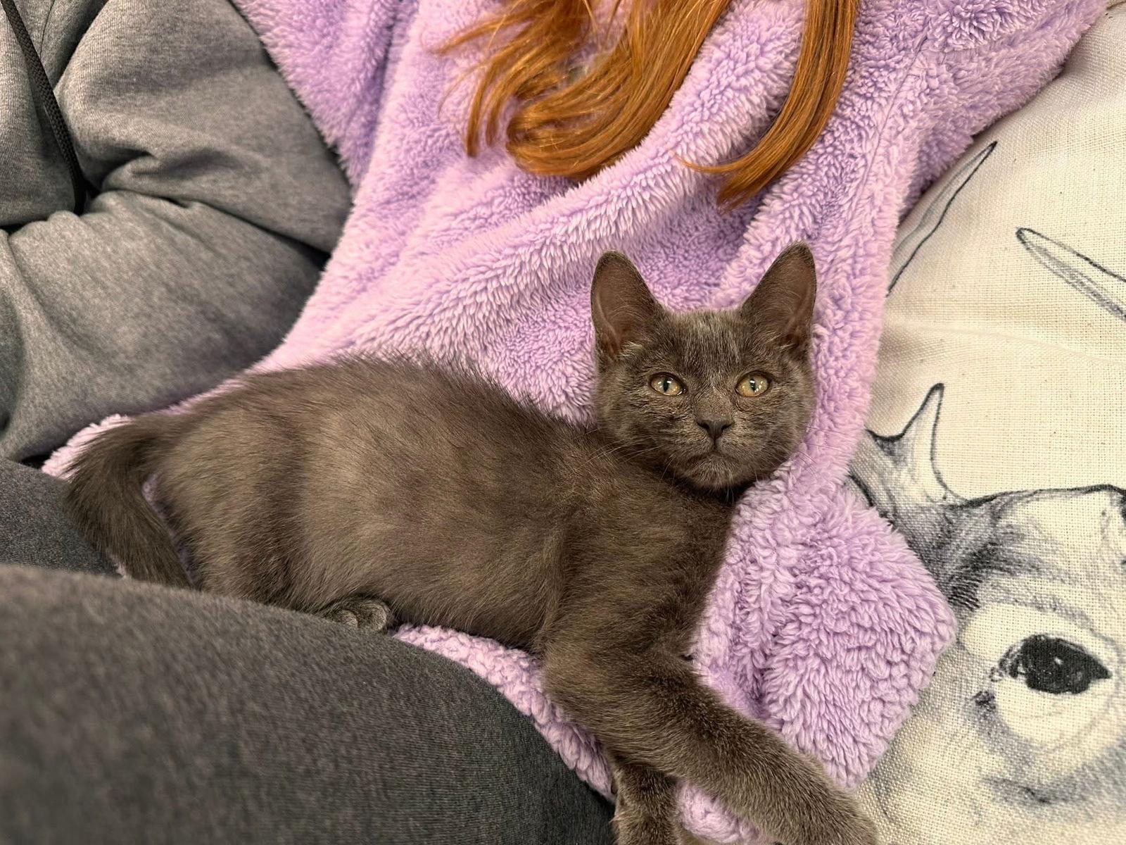 Clara Kitten — thumbnail 2