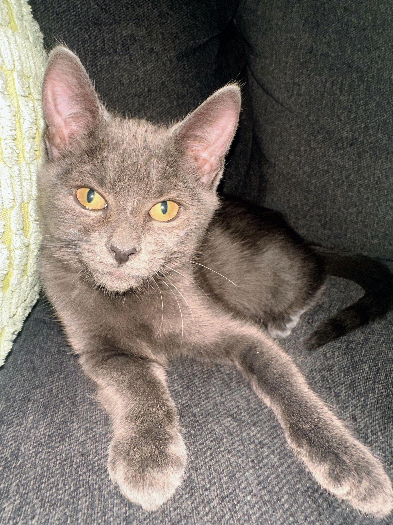 Clara Kitten — thumbnail 3