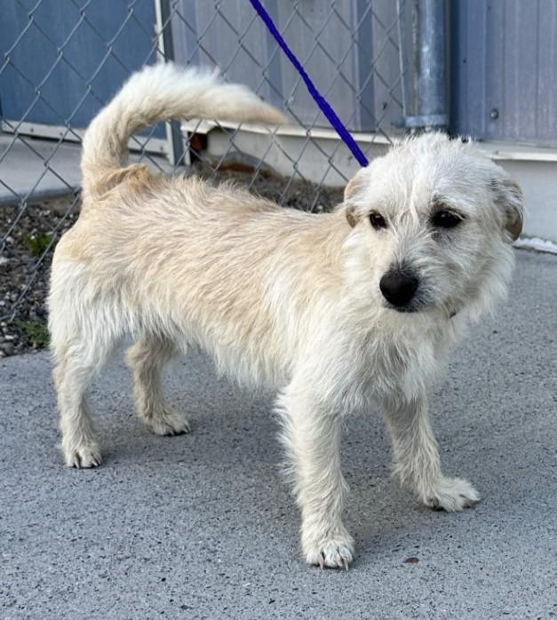 Enlarge 61162692, a Adoptable mixed breed in Elko, NV image 1/1