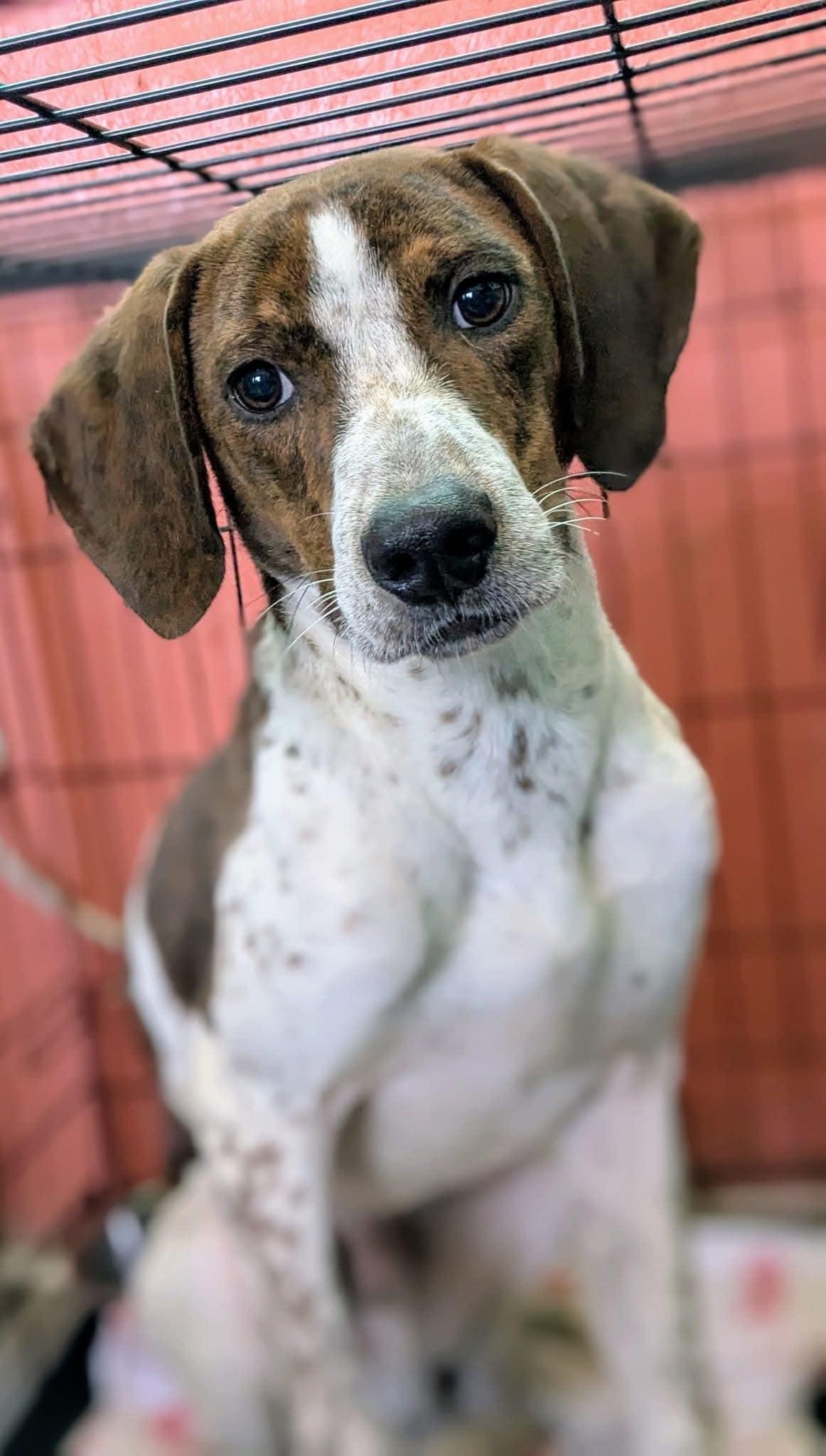 Enlarge Jack Jack, a Adoptable mixed breed in Jacksonville, TX image 1/1