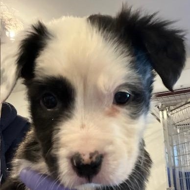 Enlarge Oscar, a ADOPTABLE mixed breed in Riverside, IA image 1/2