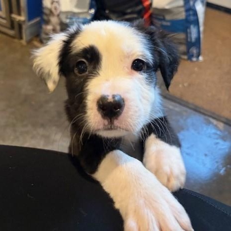 Enlarge Oscar, a ADOPTABLE mixed breed in Riverside, IA image 2/2