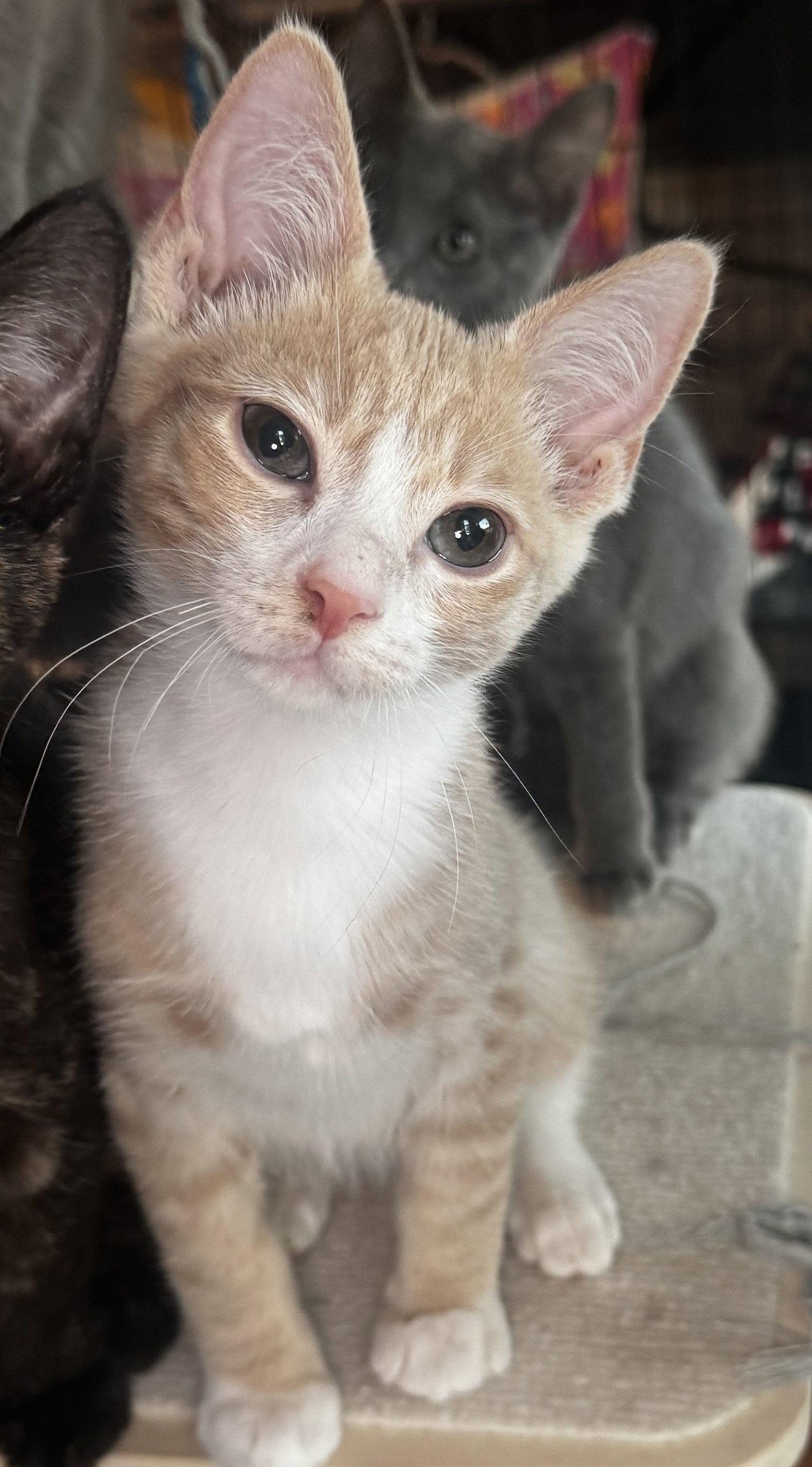 Riot, a Adoptable Domestic Short Hair in Seal Beach, CA image 2/3