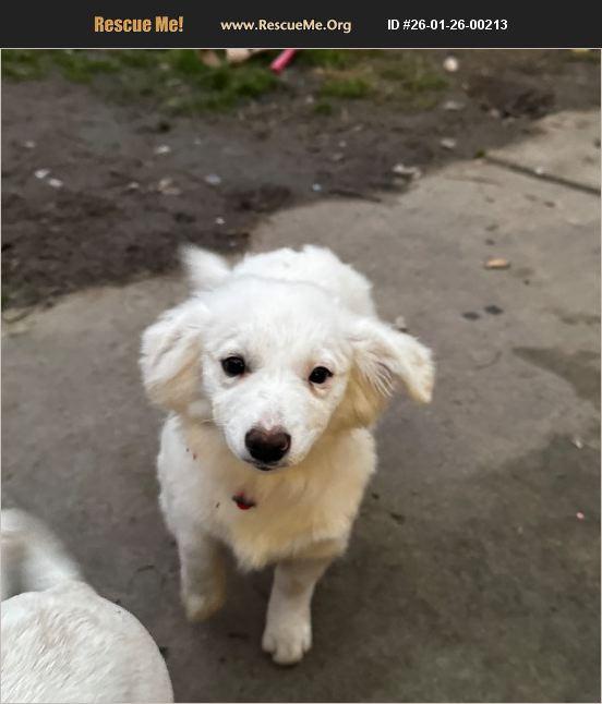Enlarge Chandler, a Adoptable mixed breed in Cedar City, UT image 1/1