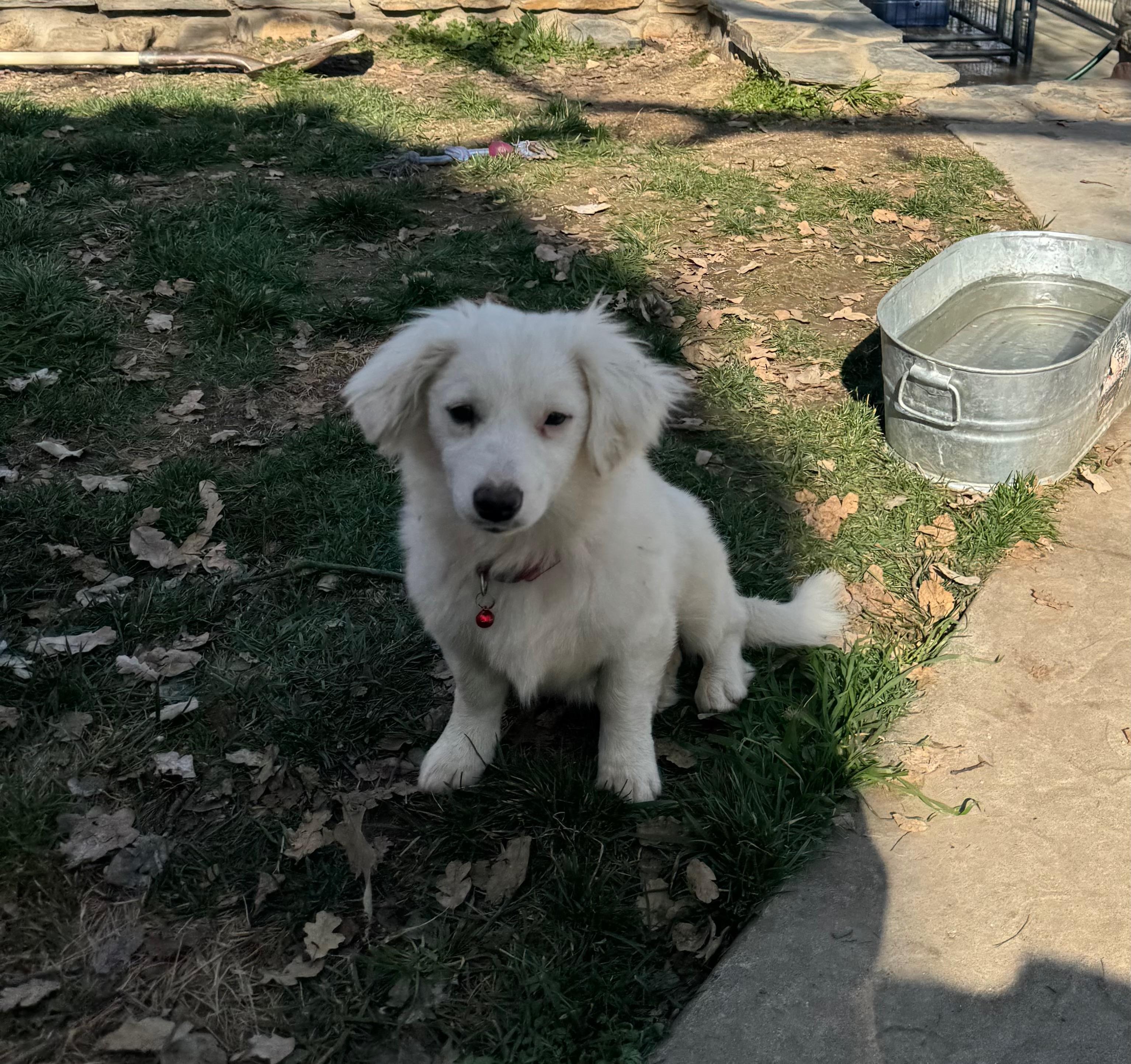 Enlarge Chandler, a Adoptable mixed breed in Cedar City, UT image 1/2