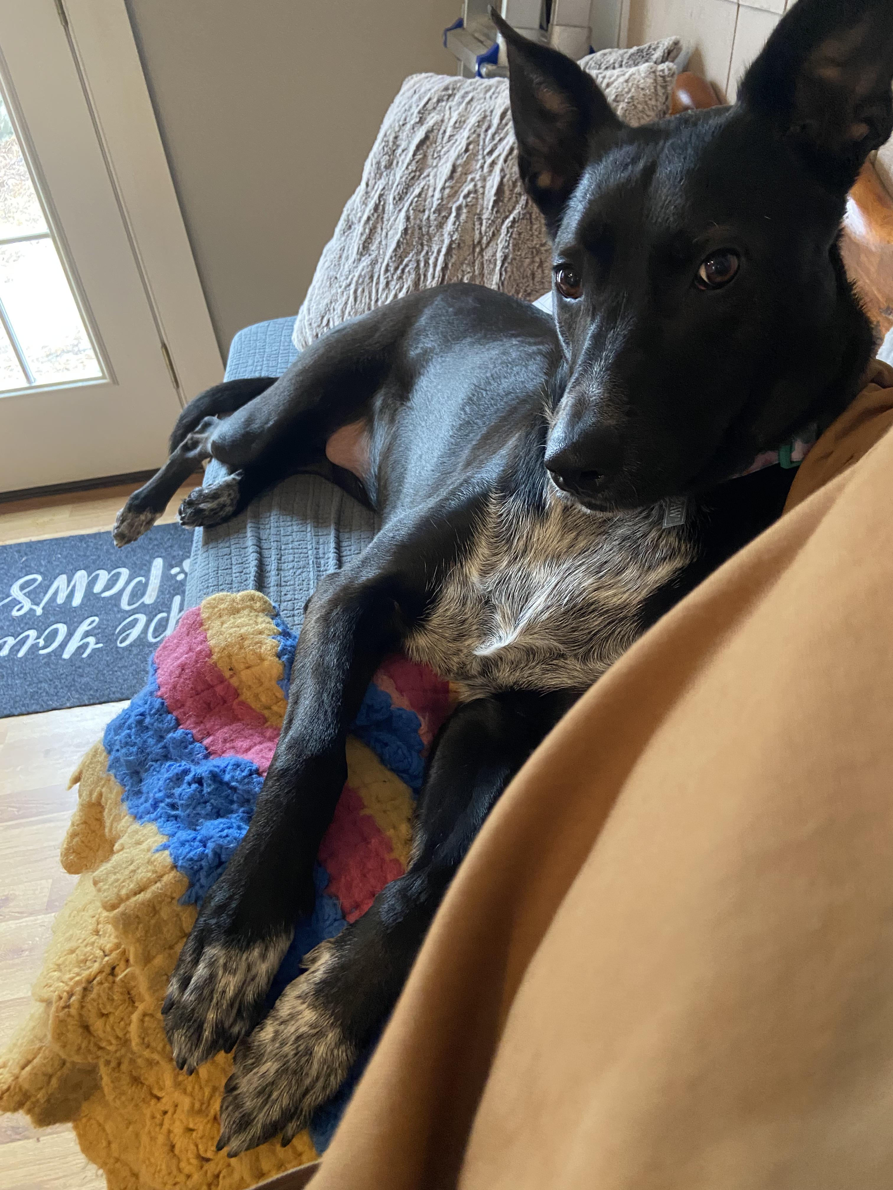 Enlarge Lady, a ADOPTABLE mixed breed in New Boston, NH image 5/6