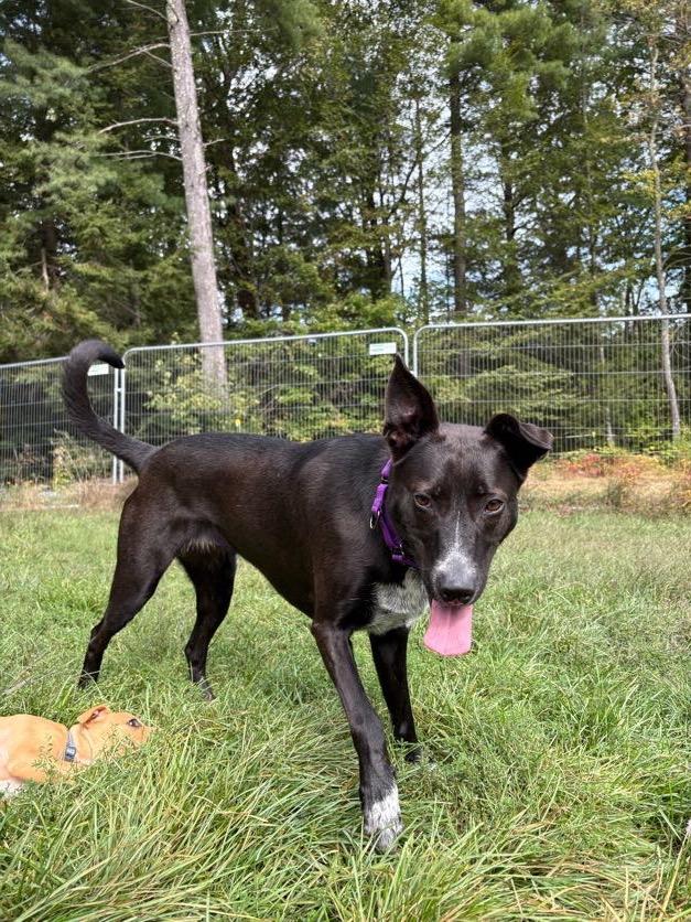 Enlarge Lady, a ADOPTABLE mixed breed in New Boston, NH image 4/6