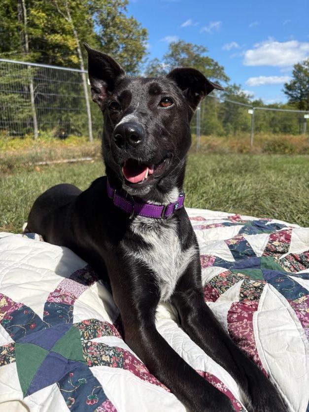 Lady, ADOPTABLE, Adult Female Mixed Breed.