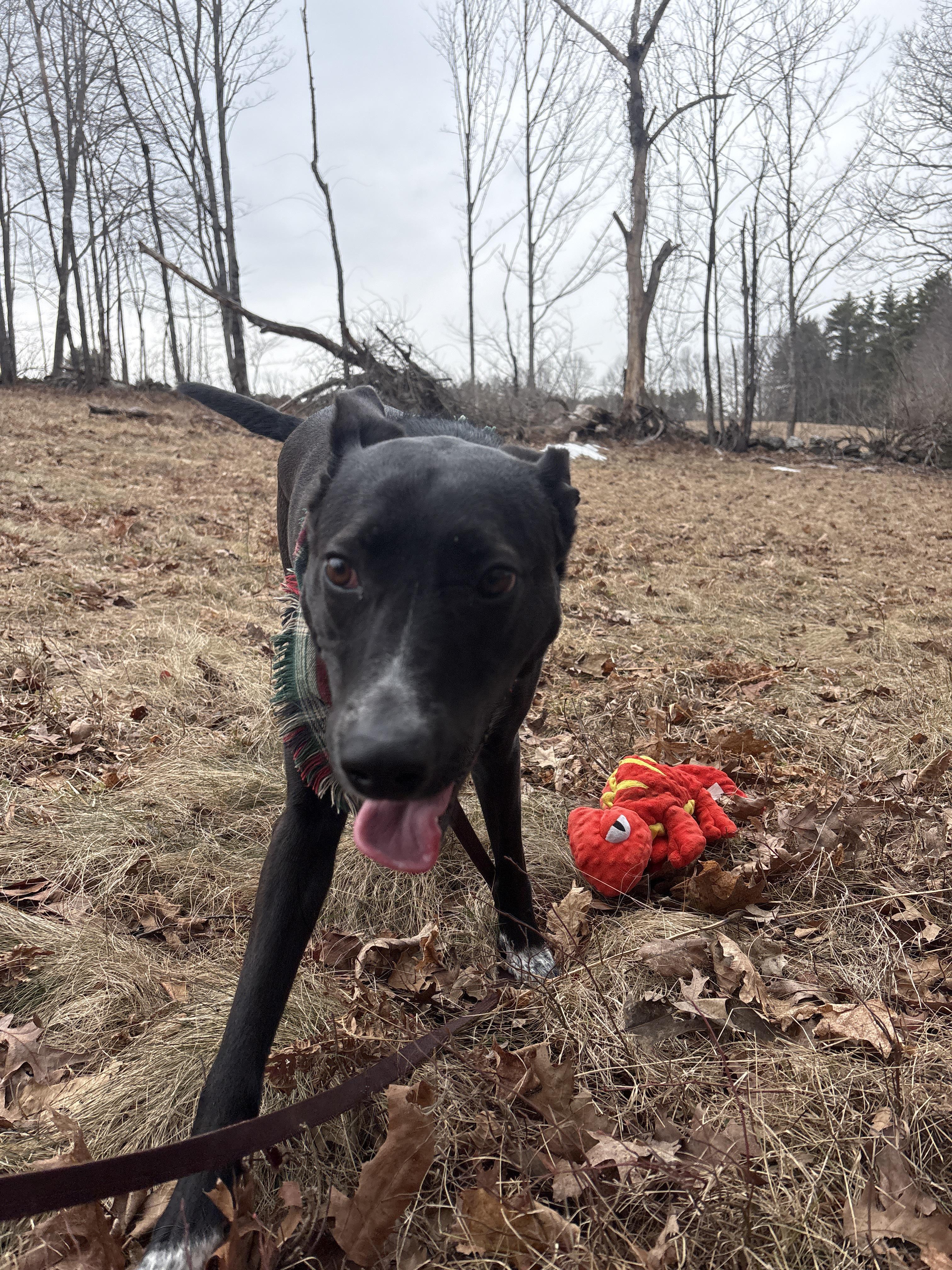 Enlarge Lady, a ADOPTABLE mixed breed in New Boston, NH image 6/6