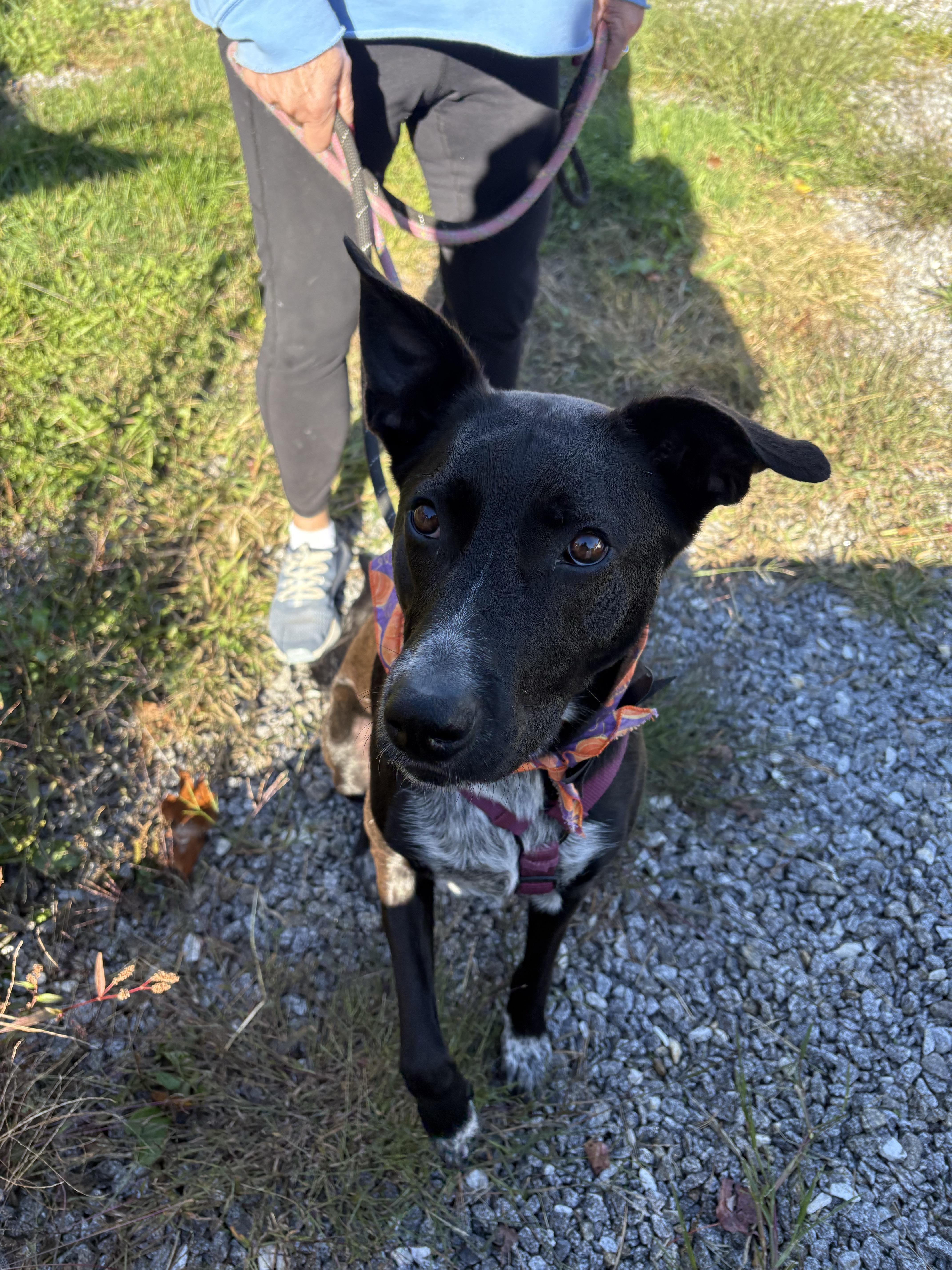 Enlarge Lady, a ADOPTABLE mixed breed in New Boston, NH image 3/6