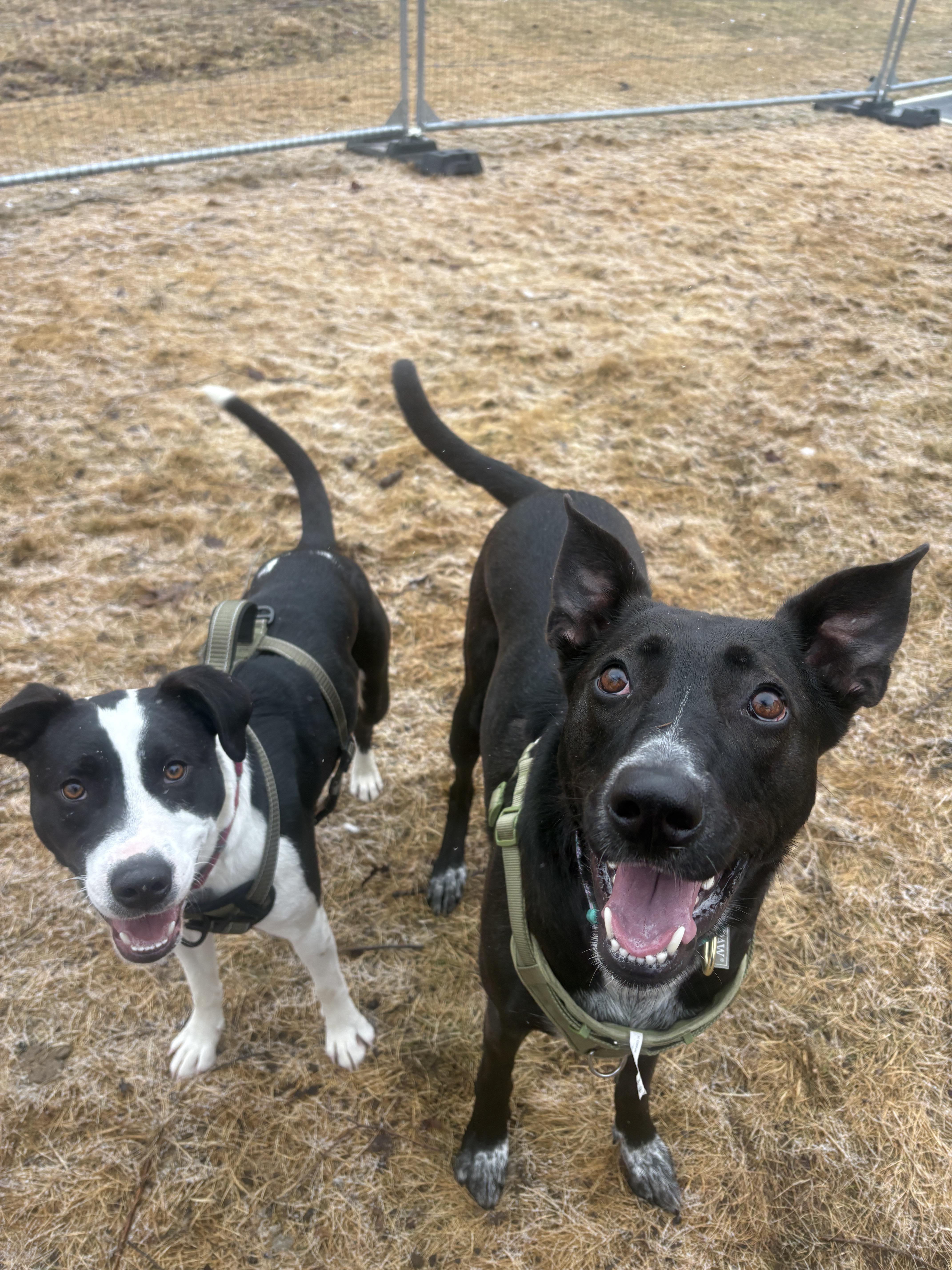 Enlarge Lady, a ADOPTABLE mixed breed in New Boston, NH image 2/6