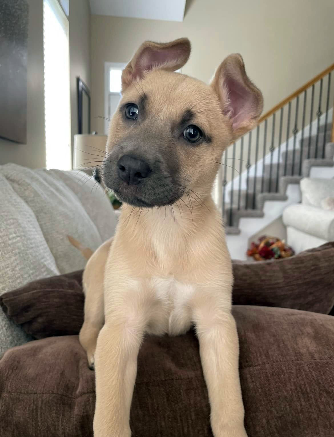 Dog for adoption Thea (AO32416), a Labrador Retriever & Shepherd Mix