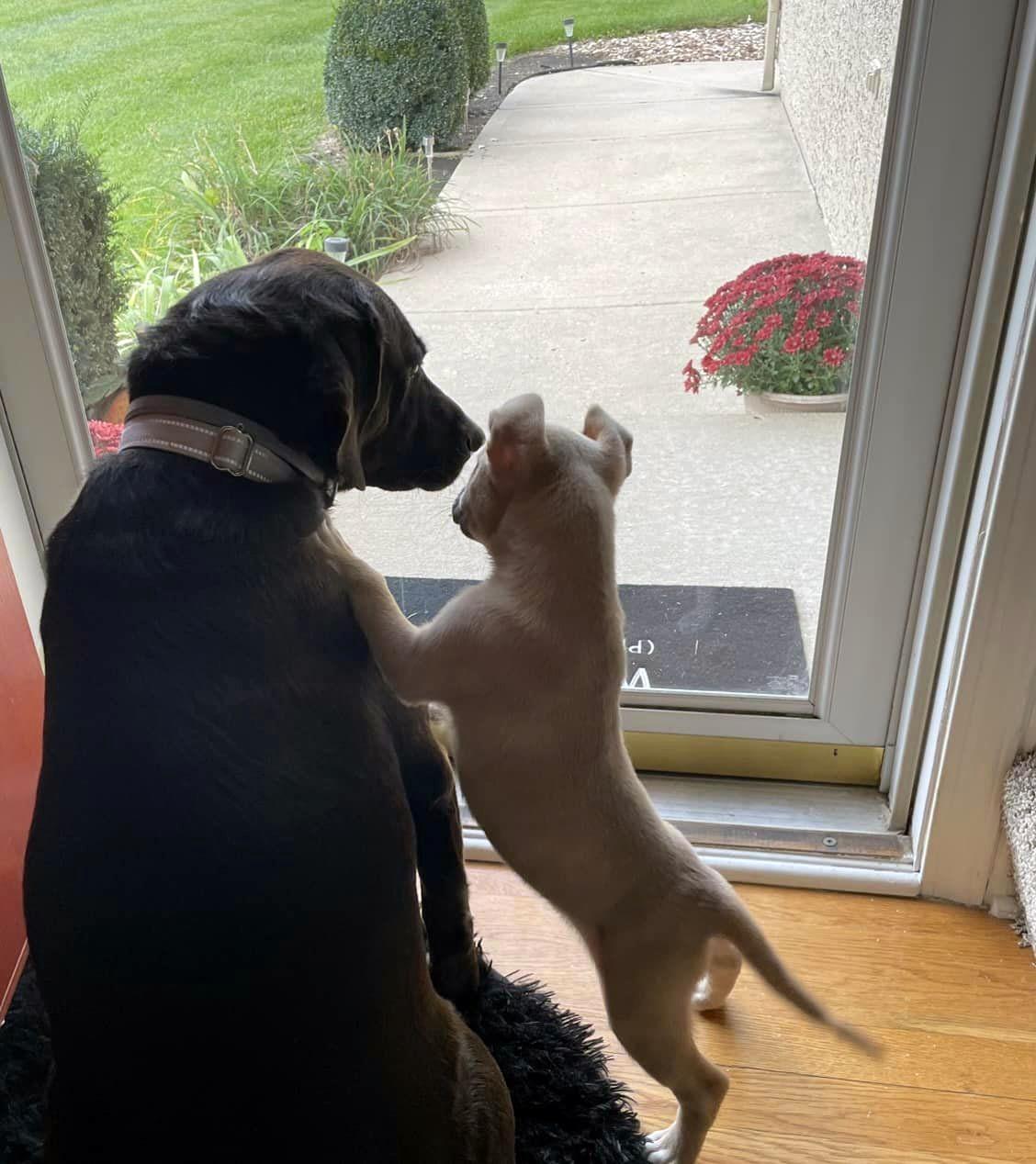 Dog for adoption Thea (AO32416), a Labrador Retriever & Shepherd Mix