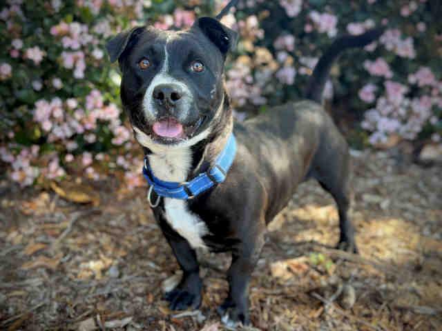 Enlarge STAN, a Adoptable mixed breed in Bonita, CA image 1/1