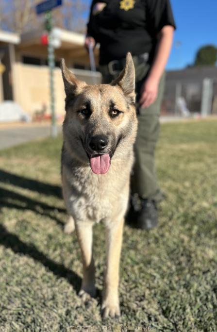 Vixen #0704 (809), ADOPTABLE, Adult Female German Shepherd Dog.