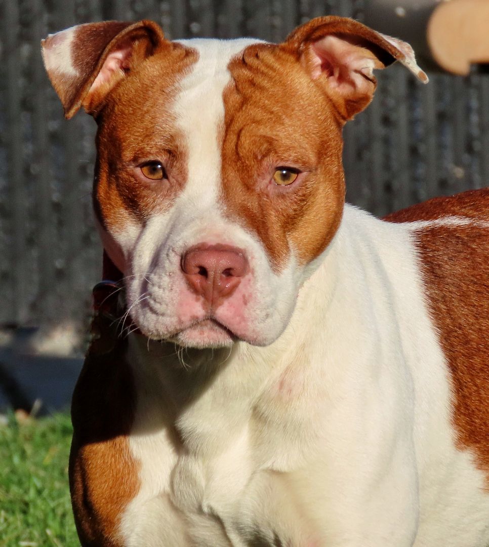 25-261 Taylor, a Adoptable Pit Bull Terrier in Amityville, NY image 1/6