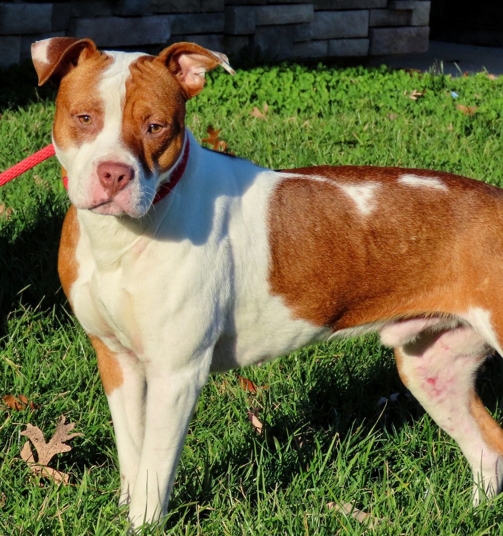 25-261 Taylor, a Adoptable Pit Bull Terrier in Amityville, NY image 2/6