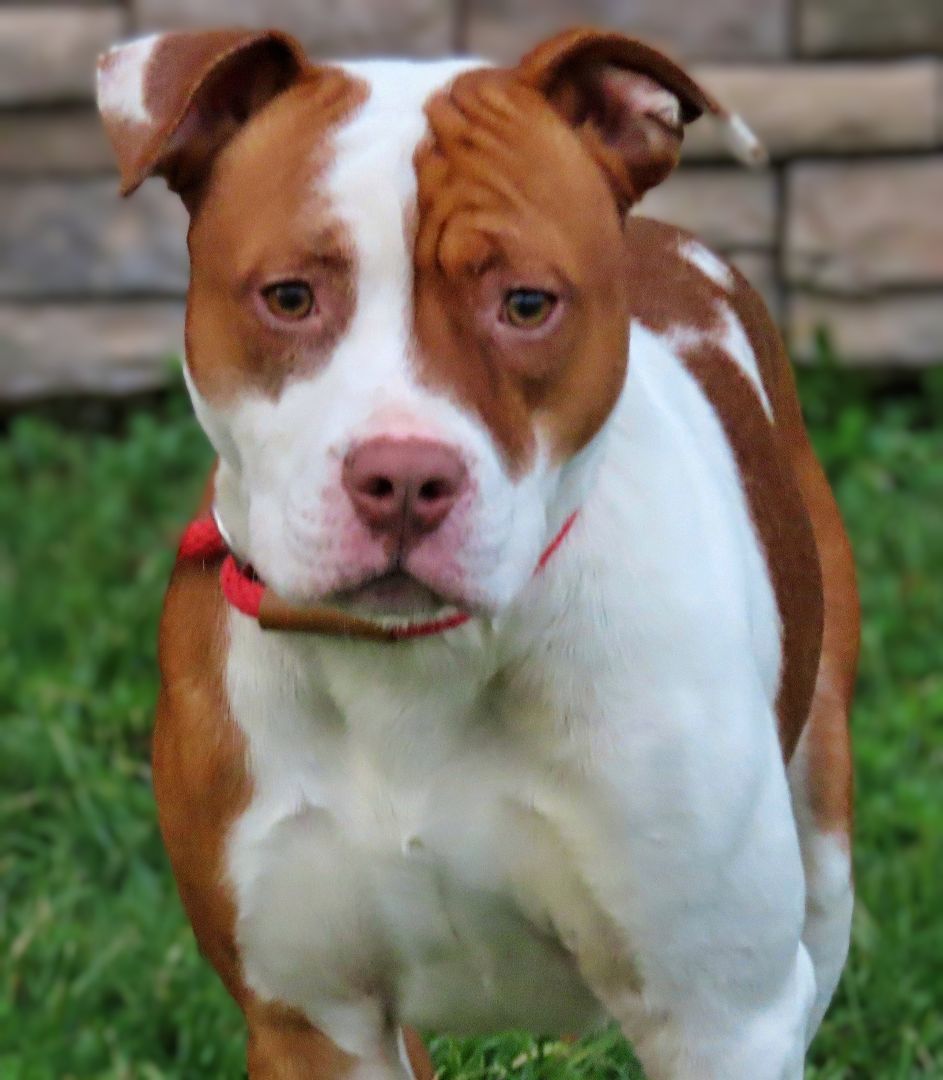 25-261 Taylor, a Adoptable Pit Bull Terrier in Amityville, NY image 3/6