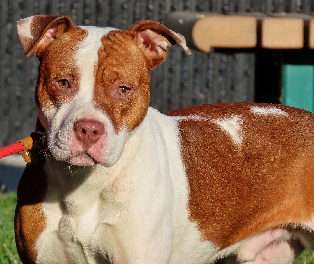25-261 Taylor, a Adoptable Pit Bull Terrier in Amityville, NY image 4/6