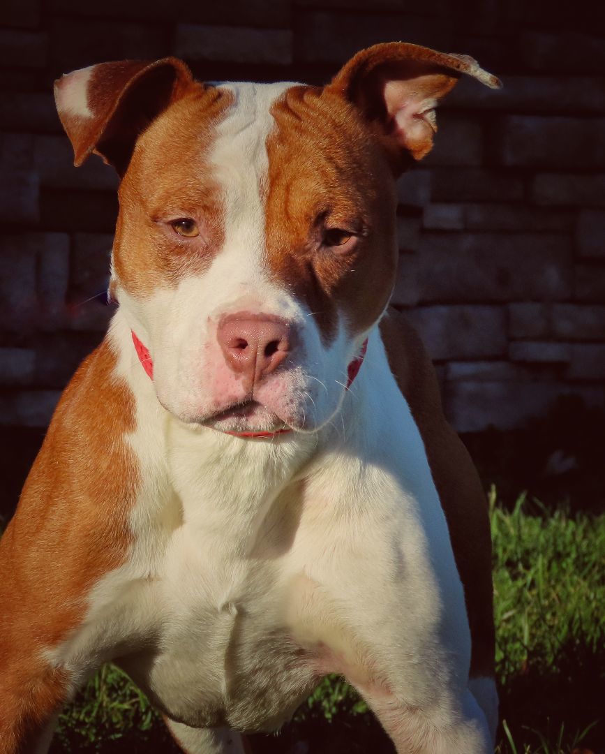 25-261 Taylor, a Adoptable Pit Bull Terrier in Amityville, NY image 5/6