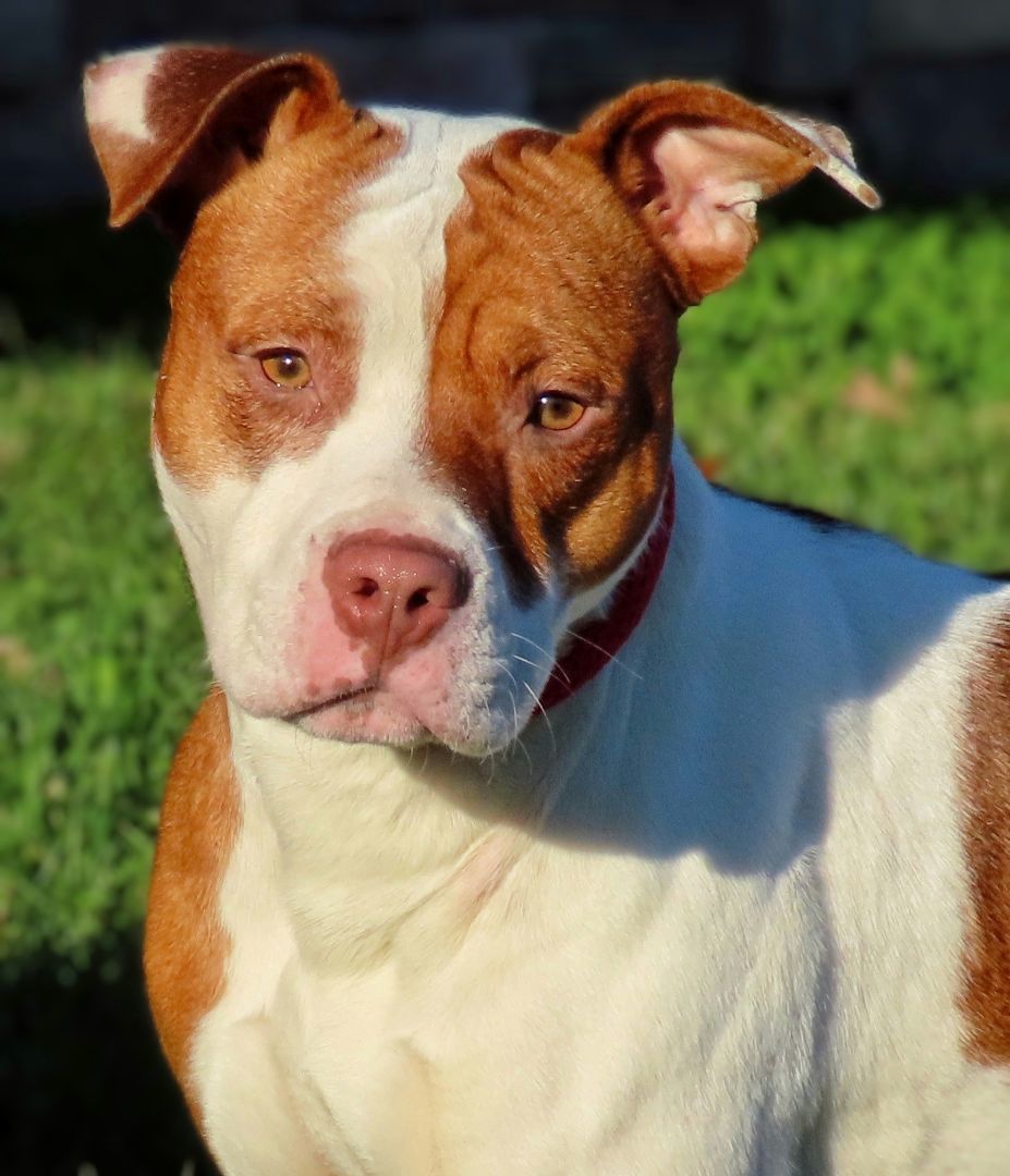 25-261 Taylor, a Adoptable Pit Bull Terrier in Amityville, NY image 6/6