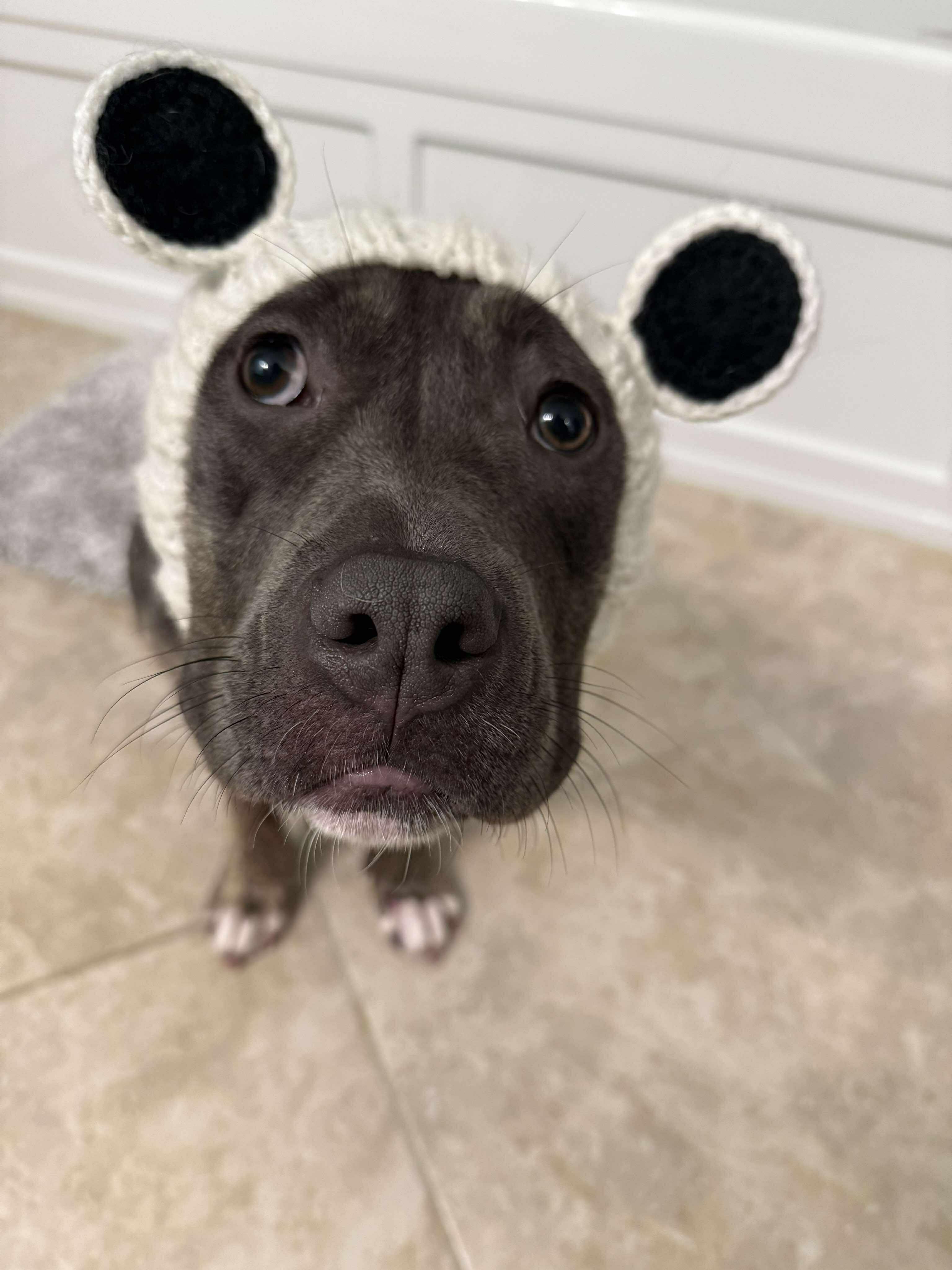 Tater Tot, Adopted, Young Female Pit Bull Terrier.